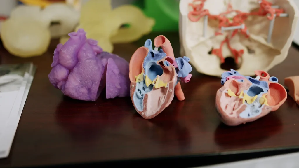 Colorful 3D-printed anatomical models of a heart, lungs, and pelvis with blood vessels on a table