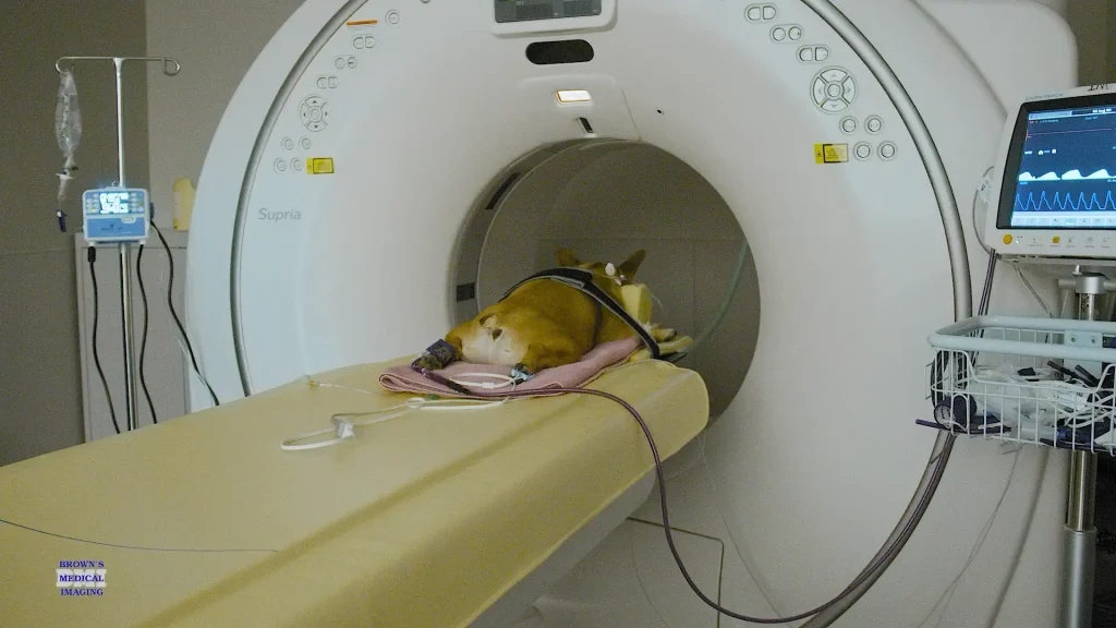 Small dog under sedation positioned in the bore of a Fujifilm Supria CT scanner with monitoring equipment attached