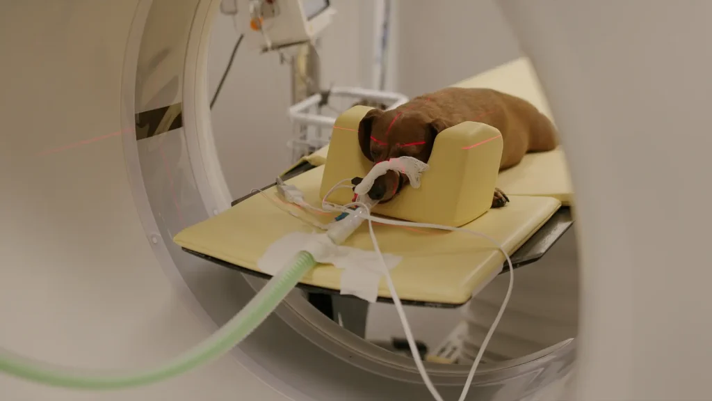 Dog positioned in a CT scanner with laser positioning lines and monitoring lines visible
