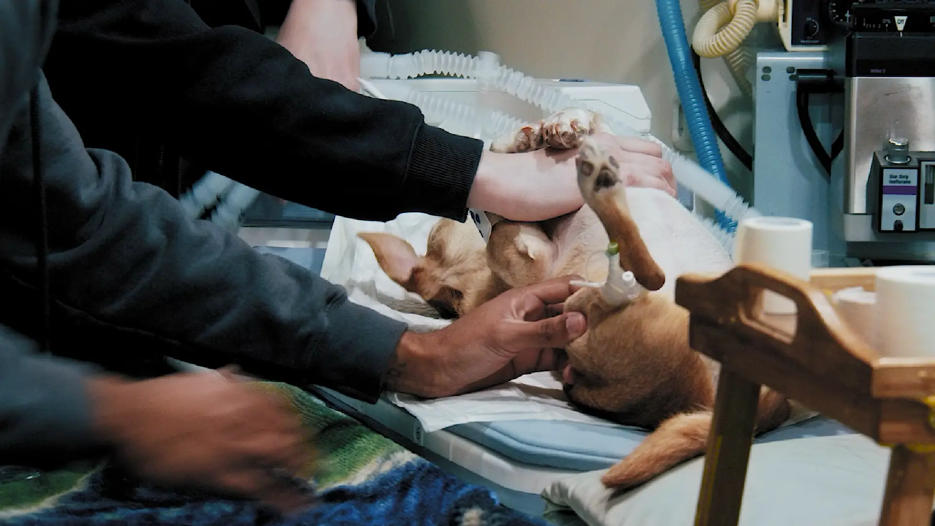 Veterinary staff positioning a small dog on an exam table with monitoring equipment nearby