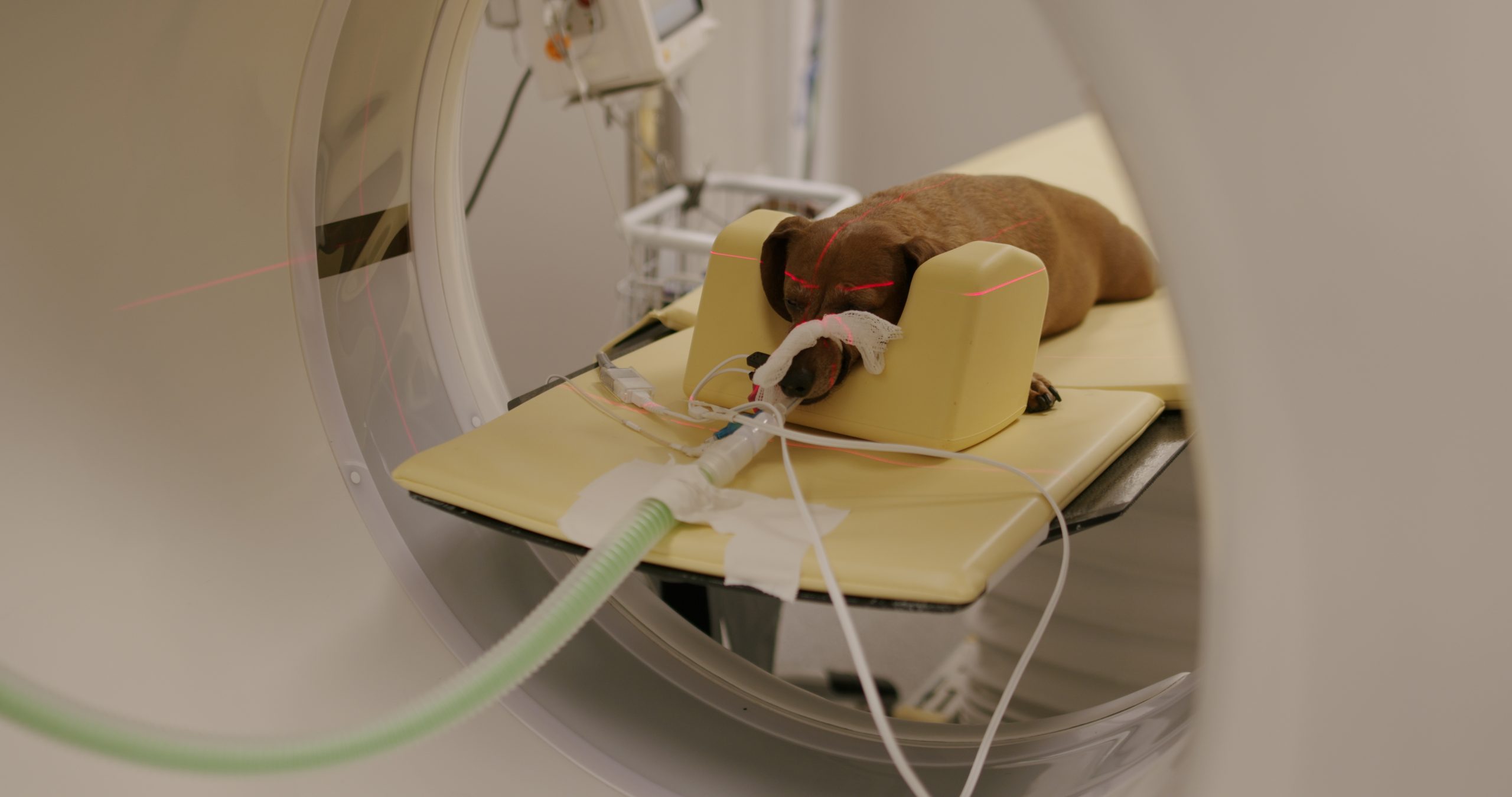 Dog under general anesthesia positioned in a CT scanner with laser alignment lines visible