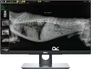 Veterinary X-ray viewing software displaying an annotated canine abdominal radiograph with measurement lines