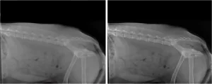 Side-by-side veterinary X-ray images of an animal's torso and spine